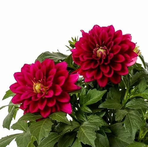 Dalia Natural la Planta de Exterior que Transformará tu Terraza en un Oasis de Naturaleza