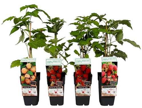 Dehner Himbeere 4er Set, mit je 1x Fallgold, 1x Malling Promise, 1x Ottawa, 1x Zefa, Selbstbefruchter-Sorten, je 50-60 cm, 2 l Topf, Beerensträucher