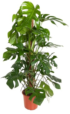 Trendyplants - Monstera Pertusum - Lochpflanze - Zimmerpflanze - Höhe 110-130 cm - Topfgröße Ø24cm