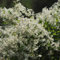 150 pcs knöterich kaufen samen, gartensamen, kübelpflanzen winterhart knöterich pflanzen - Fallopia aubertii - blumenwiese, topfpflanzen echt gartenpflanzen winterhart mehrjährig,