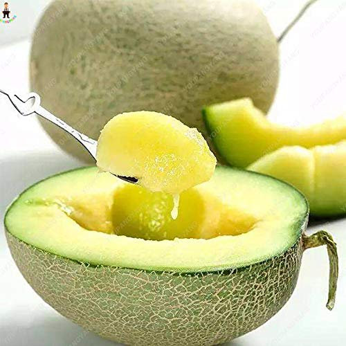 Semi di frutta di melone fresco di coppa di coppa per piantare, giallo chiaro, confezione da 20