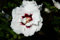 Hibiskus weiße Blüte Garteneibisch Speciosus Hibiscus Speciosus Containerware 60-100 cm