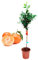 Pack Limonero - Naranjo - Pomelo - Mandarino Planta Natural - (Altura 110 Cm) Maceta 22 cm (Mandarino)