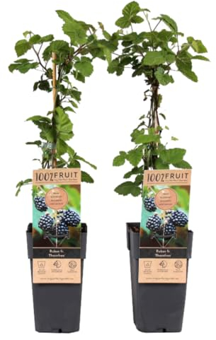 Plant in a Box - Rubus fruticosus 'Thornfree' - Set di 2 - Mora - Mora senza spine - Piante da frutto - Arbusto - ⌀15 cm - Altezza 50-60 cm