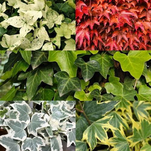 100 piezas Semillas de hiedra de rápido crecimiento Semillas de variedades antiguas. Semillas de hiedra interior, semillas de hiedra balcón, Semillas de plantas de interior. Plantas