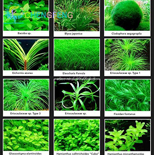 Promozione! 200seeds 12 generi misti Semi acquario Fish Tank Erba coperta bellissimo orologio Acquatico piante da seme
