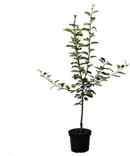 Apfelbaum Jakob Lebel Herbstapfel altbewährte Sorte Buschbaum 110-140 cm 10 Liter Topf Unterlage M7