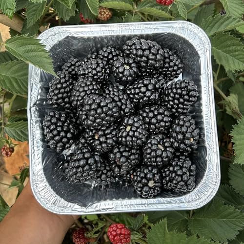 semillas de zarzamora, plantas raras plantas trepadoras frutales decorativas semillas de bonsái de árboles frutales árboles frutales columnares, planta de interior plantas decorativas 800pcs