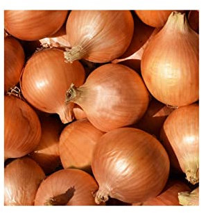 Bulbo de cebolla para plantar variedad sttutgarter riesen 400gr - Wam