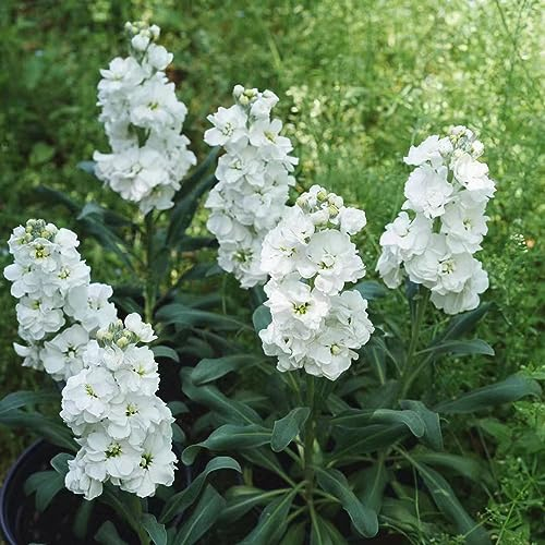 50 pcs veilchen samen winterhart - zimmerpflanzen wenig lichtbedarf usambaraveilchen,Matthiola incana,Violette winterfeste pflanzen für balkon pflanztöpfe balkon hochbeet winterharte
