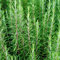 Semillas de plantas de romero 100 piezas verdes