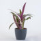Pianta vera di Tradescantia spathacea Sitara Purple Flame - Diametro Vaso Ø 9 cm