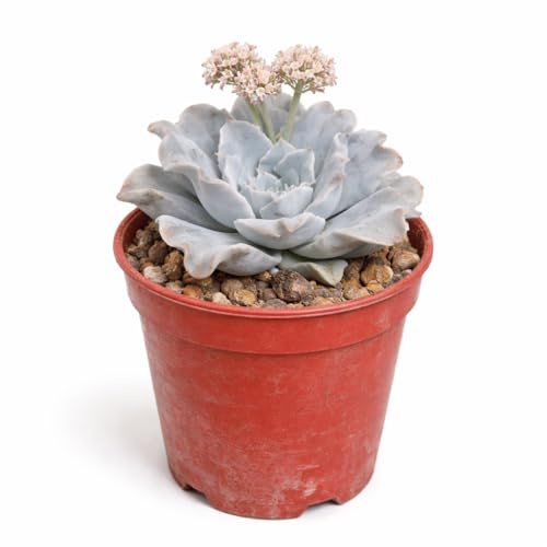 Exotenherz Echeveria Ballet Dancer - seltene Echeverie - Rarität - 6,5cm Topf - 15cm hoch