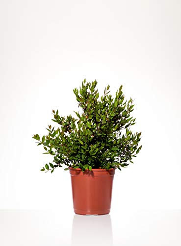 Pianta vera PIANTA DI MIRTO -MYRTUS PUMILA NANO -DA LIQUORE Ø 18 CM - H 40 CM