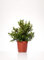 Pianta vera PIANTA DI MIRTO -MYRTUS PUMILA NANO -DA LIQUORE Ø 18 CM - H 40 CM
