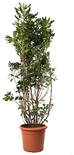 KENTIS - Pittosporum Tobira - Plantes de Haie - Plantes Vraies d'Extérieur - H 125-150 cm Pot de Ø 30 cm