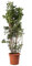 KENTIS - Pittosporum Tobira - Plantes de Haie - Plantes Vraies d'Extérieur - H 125-150 cm Pot de Ø 30 cm