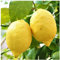 Citrus & Mediterranean Plant Potting Soil - Lemon, Orange, Palm, Olive Tree Fast Draining Compost - 1000ml - Hydrate at Home