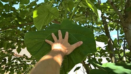 Paulownia Shang Tong 100 Samen Seeds Baum Hybrid 9503 Shantong schnellsten wachsende Baum der Welt! (1000)