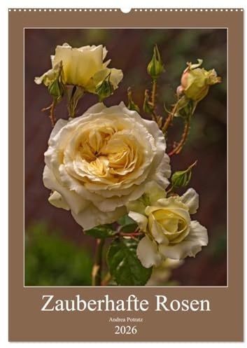 Zauberhafte Rosen (Wandkalender 2026 DIN A2 hoch), CALVENDO Monatskalender: Mit Rosen durchs Jahr. (CALVENDO Natur)