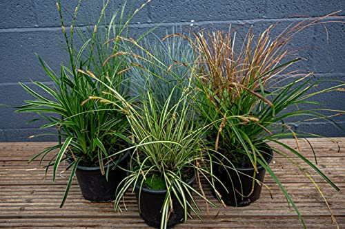 Hardy Ornamental Grass Collection x 6 Varieties in 17cm pots - not Plug Plants