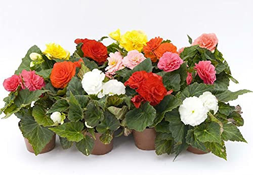 9X Begonia Fortune Mixed Bright Coloured Double Flowers. NOT Plug Plants Garden Ready