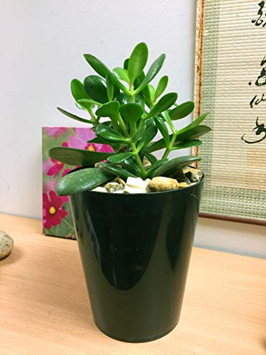 Easy Plants - 1 plante Evergreen Jade / Lucky Money Plant dans un pot tubus haut en céramique noir