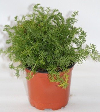 Manzanilla (Maceta 10,5 cm Ø) - Planta viva - Planta aromatica