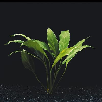 Spathiphyllum wallisii plante a racine plantes cichlides aquarium