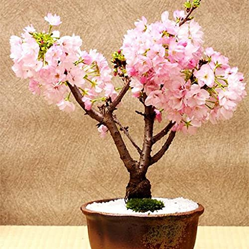 Aamish 20 Stück Mini Pink Sakura Kirsch Bonsai Baum