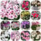 semi resistenti di ciclamino pianta perenne resistente tappezzante ciclamino fiori ornamentali decorazione floreale fiori selvatici da balcone piante rare, decorazione del soggiorno 200pcs