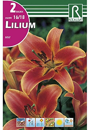 BULBO LILIUM - AZUCENA - LIRIO GOLF - 2 UD.…