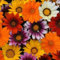 30 + Gazania New Day Mix/Bodendecker dürretolerantem Blumensamen