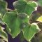 Kletterpflanze - Hedera helix Glacier - Blatt Bunt - Immergrün - 2 Pflanzen - Topf 11cm Höhe 40cm