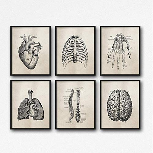 Human Anatomy Science Vintage Poster Kunstdrucke, Medizinische Anatomie Leinwand Malerei Arzt Klinik Wandbilder Dekor Hd-30X40Cmx6Pcs Ungerahmt