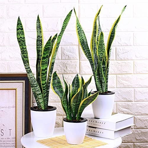 Haloppe 400 Unids Sansevieria Plantas Semillas para Plantación de Jardín en Casa, Sansevieria Semillas Bonsai Planta Ornamental Hogar Jardín Patio Oficina Decoración Semillas de Sansevieria