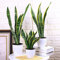 Haloppe 400 Unids Sansevieria Plantas Semillas para Plantación de Jardín en Casa, Sansevieria Semillas Bonsai Planta Ornamental Hogar Jardín Patio Oficina Decoración Semillas de Sansevieria