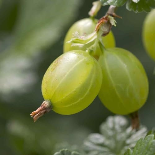 80 piezas de semillas frescas de grosella espinosa verde
