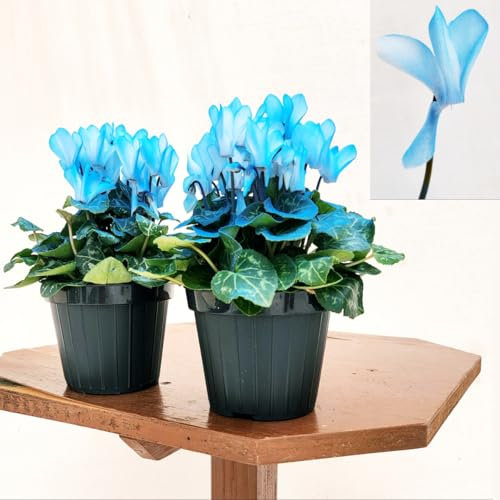 POWERS TO FLOWERS - CICLAMINO COLOR LIFE BLU, 8 PIANTE, VASO 12CM DIAMETRO, piante vere