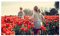Stk - 20x Tulpe Apeldoorn Rot Tulpenzwiebeln Knolle Zwiebeln Garten K-ZK310 - Seeds & Plants Shop by Ipsa