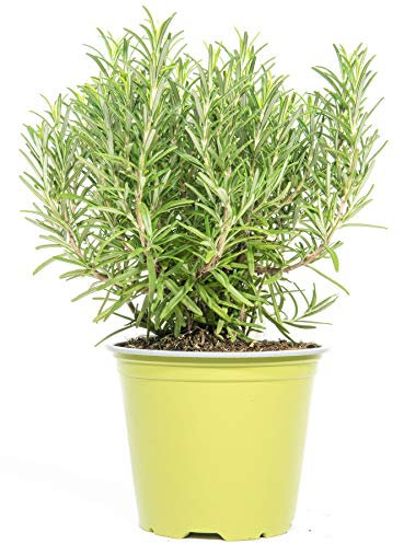 mgc24 Rosmarin, piante fresche in vaso da 14 cm, rosmarino officinalis, altezza ca. 10 cm, 3 pezzi