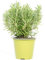 mgc24 Rosmarin, piante fresche in vaso da 14 cm, rosmarino officinalis, altezza ca. 10 cm, 3 pezzi