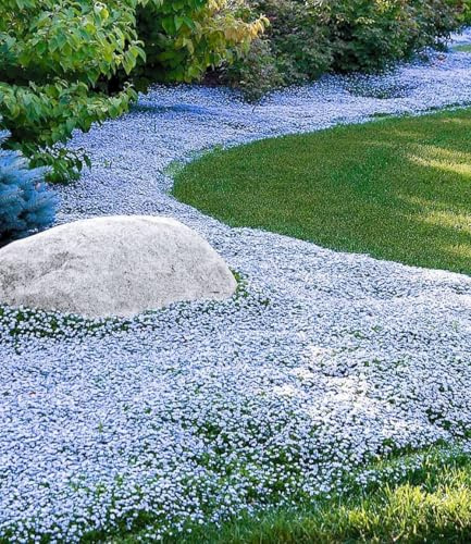 BALDUR Garten 15x Winterharter Bodendecker Isotoma 'Blue Foot®' | Pflanzen im 9x9 cm-Topf, Blauer Bubikopf Gaudich Rasen-Ersatz, Polsterstaude, trittfest, winterhart & pflegeleicht, blühend
