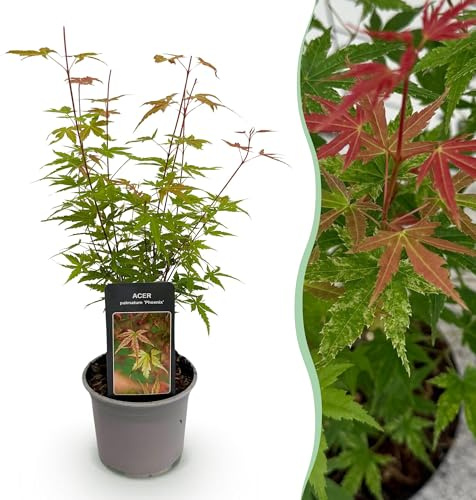 Ahorn Acer palmatum Phoenix Rosa Austrieb & rote Blüte Pflanze ca. 35 cm