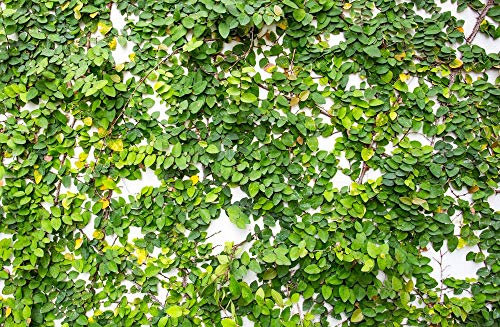 Pacchetto semi: Ficus 10 semi (Ficus)