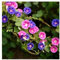 10 semillas de petunia colgante diferentes semillas, semillas de flores de plantas mezclado-color, petunia del jardín - 10 piezas