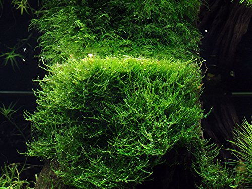 AquaOne Aquarium Pflanze In Vitro 2 Stück Moos Taxiphyllum barbieri Wasserpflanze 1-2-Grow Aquariumpflanzen Set Moose Becher Labor-Aquarienpflanzen