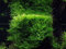 AquaOne Aquarium Pflanze In Vitro 2 Stück Moos Taxiphyllum barbieri Wasserpflanze 1-2-Grow Aquariumpflanzen Set Moose Becher Labor-Aquarienpflanzen
