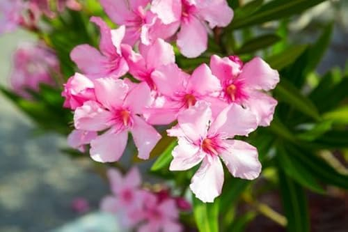 Oleander Blumensamen 50 Stück Rosa