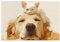 Cat Jigsaw Puzzles for Adults 3000 Dog Large Puzzles for Adults Wooden XXL, Funny/Difficult/Colourful/Challenging Games, Decompression Games Home Wall Decoration, Gifts for Men/Women 1T-1182